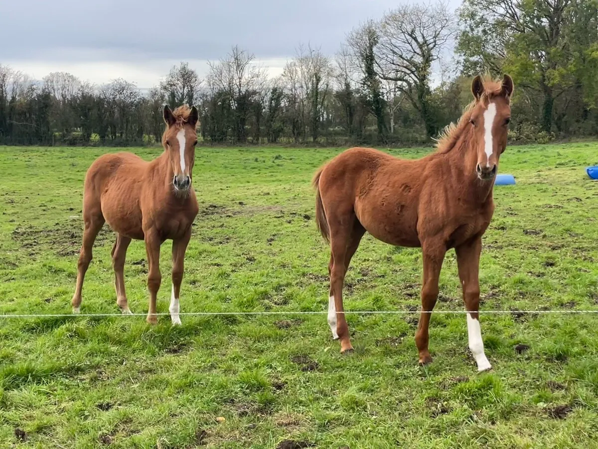 Colt Foal by Madgeslane Luidam - Image 3
