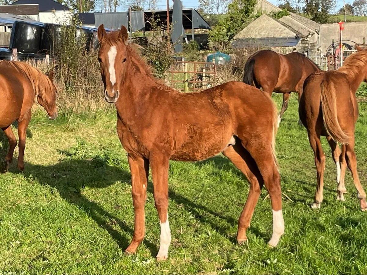 Colt Foal by Madgeslane Luidam - Image 1
