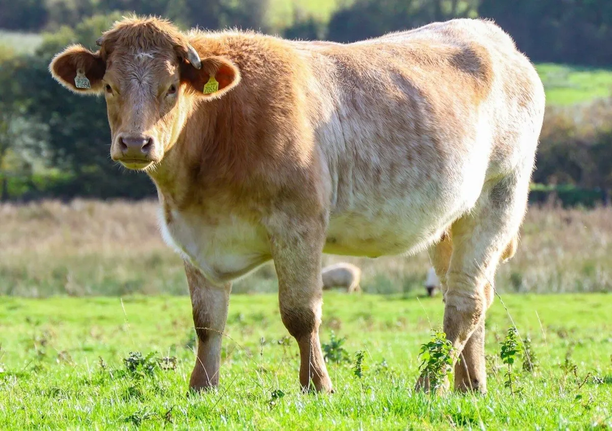 Ballymahon Mart - Image 1