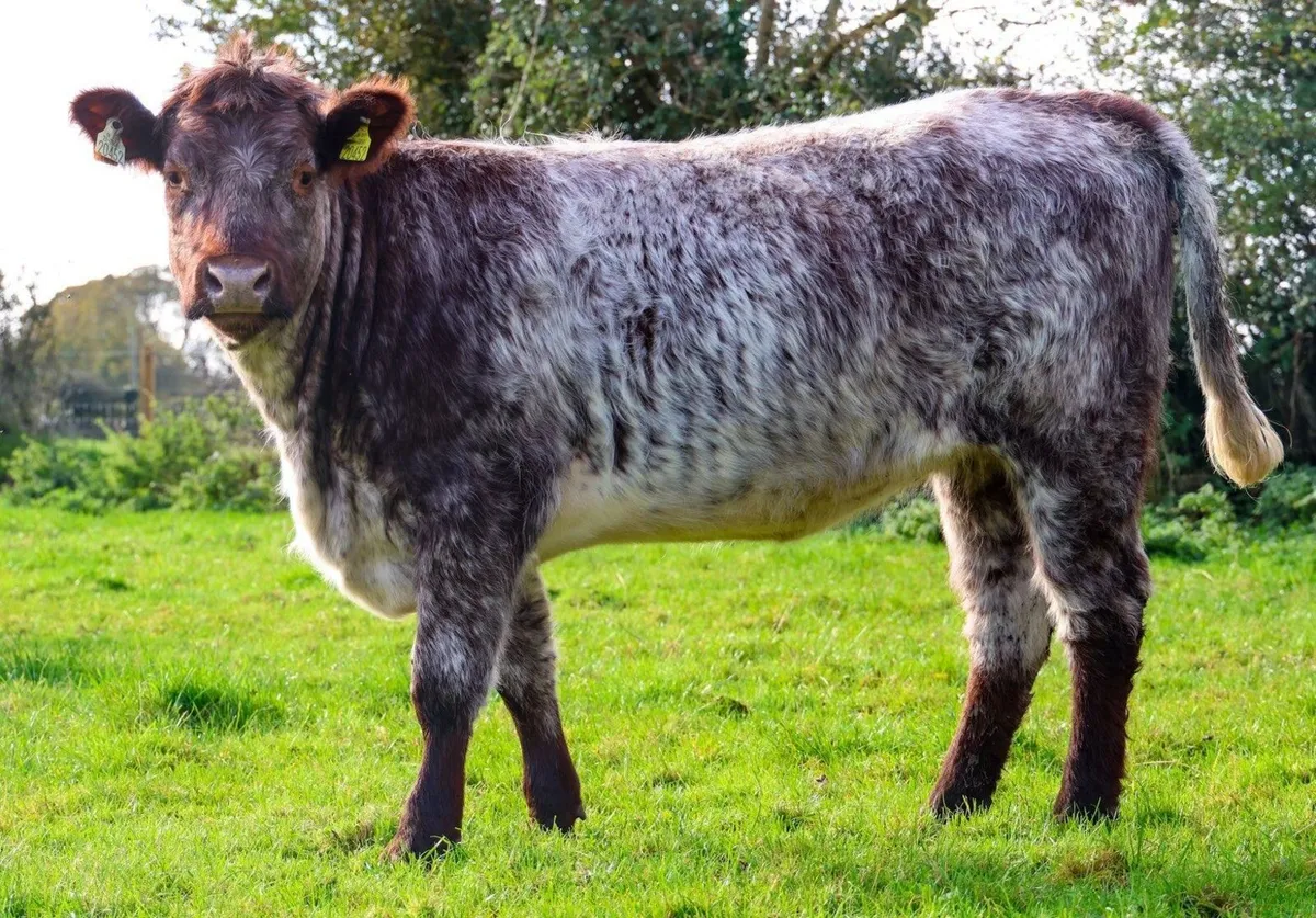 Ballymahon Mart - Image 2