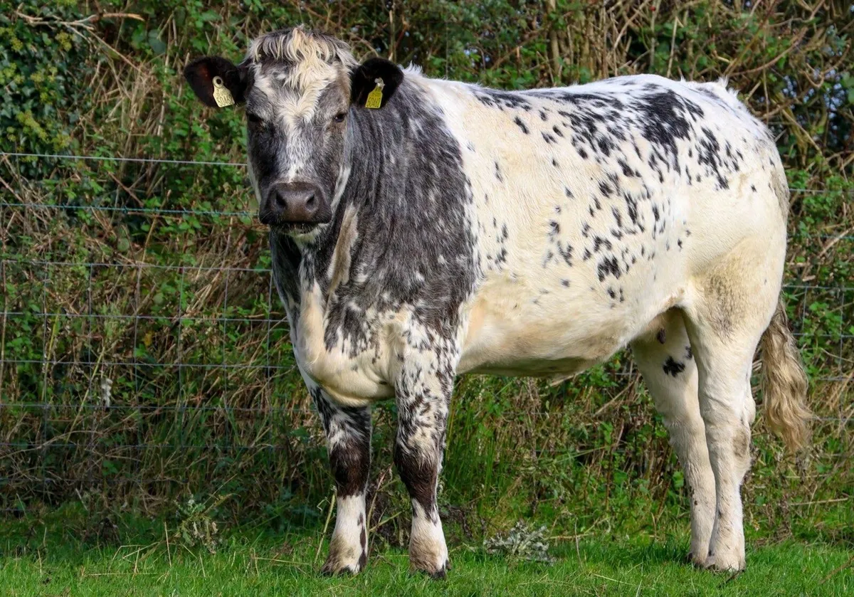 Ballymahon Mart - Image 4