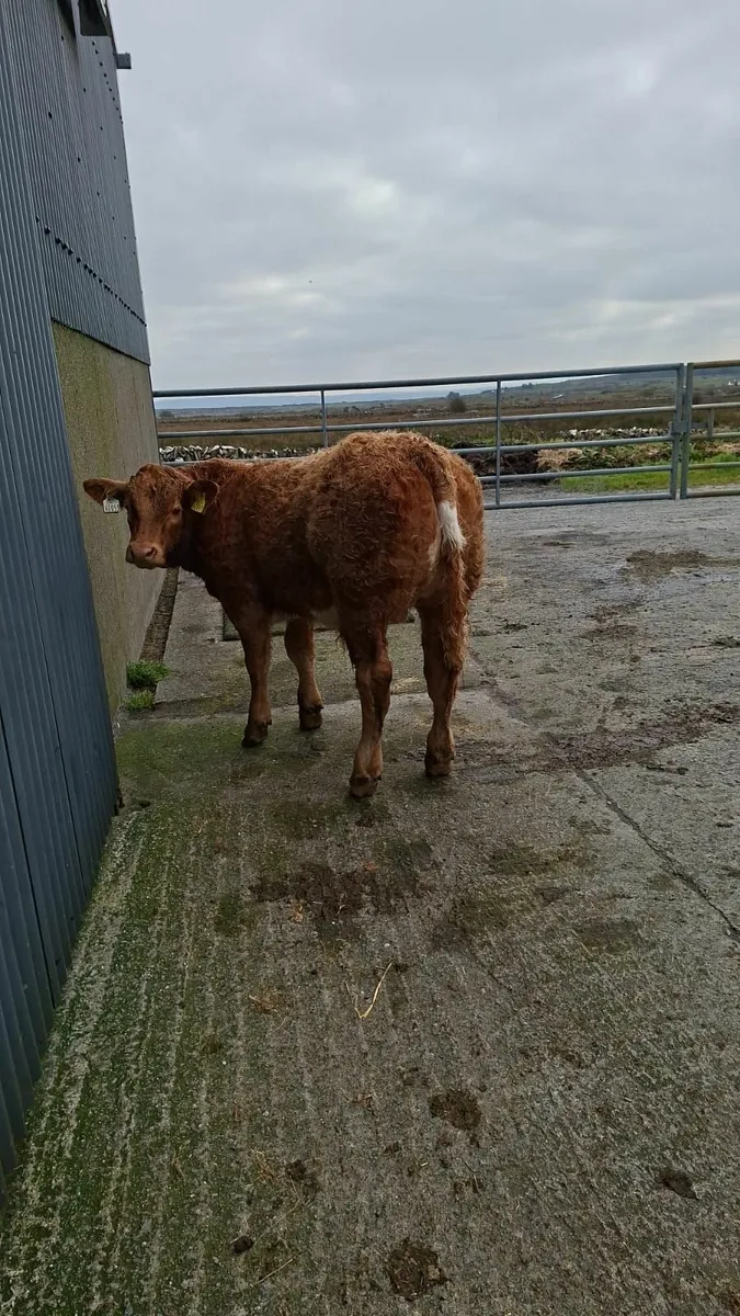 Bull Weanlings Kilfenora Mart 13th Oct - Image 2