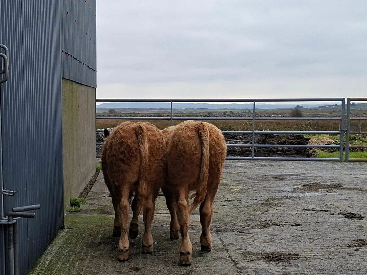 Bull Weanlings Kilfenora Mart 13th Oct - Image 3