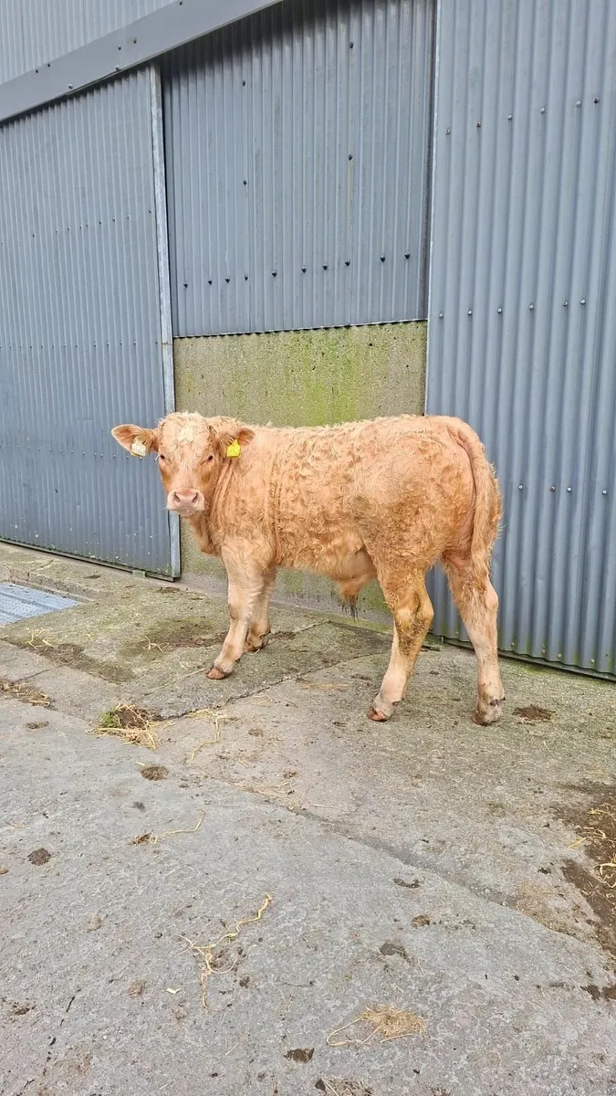 Bull Weanlings Kilfenora Mart 13th Oct - Image 1