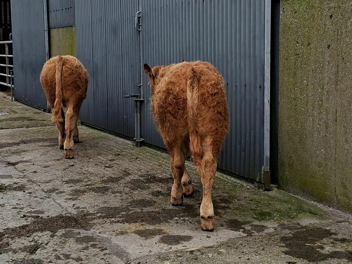 Bull Weanlings Kilfenora Mart 13th Oct - Image 4