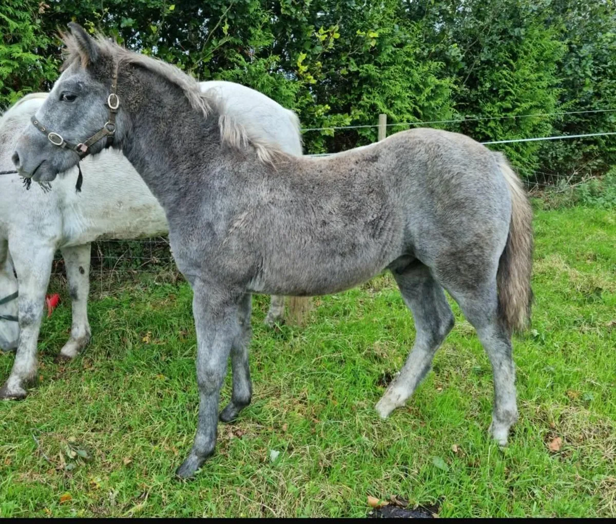 Connemara colt foal - Image 3