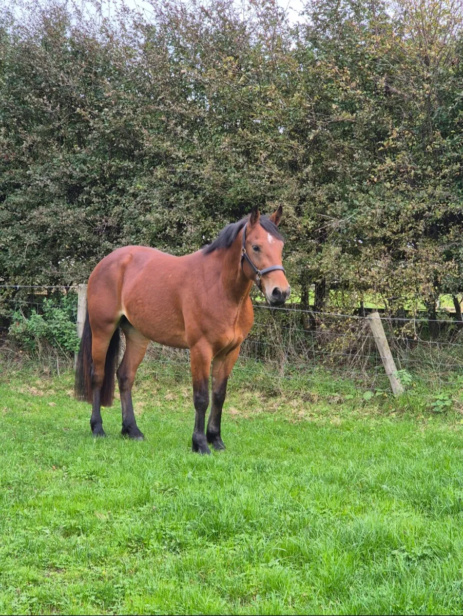 🌟Class 1 Connemara Filly🌟 - Image 1