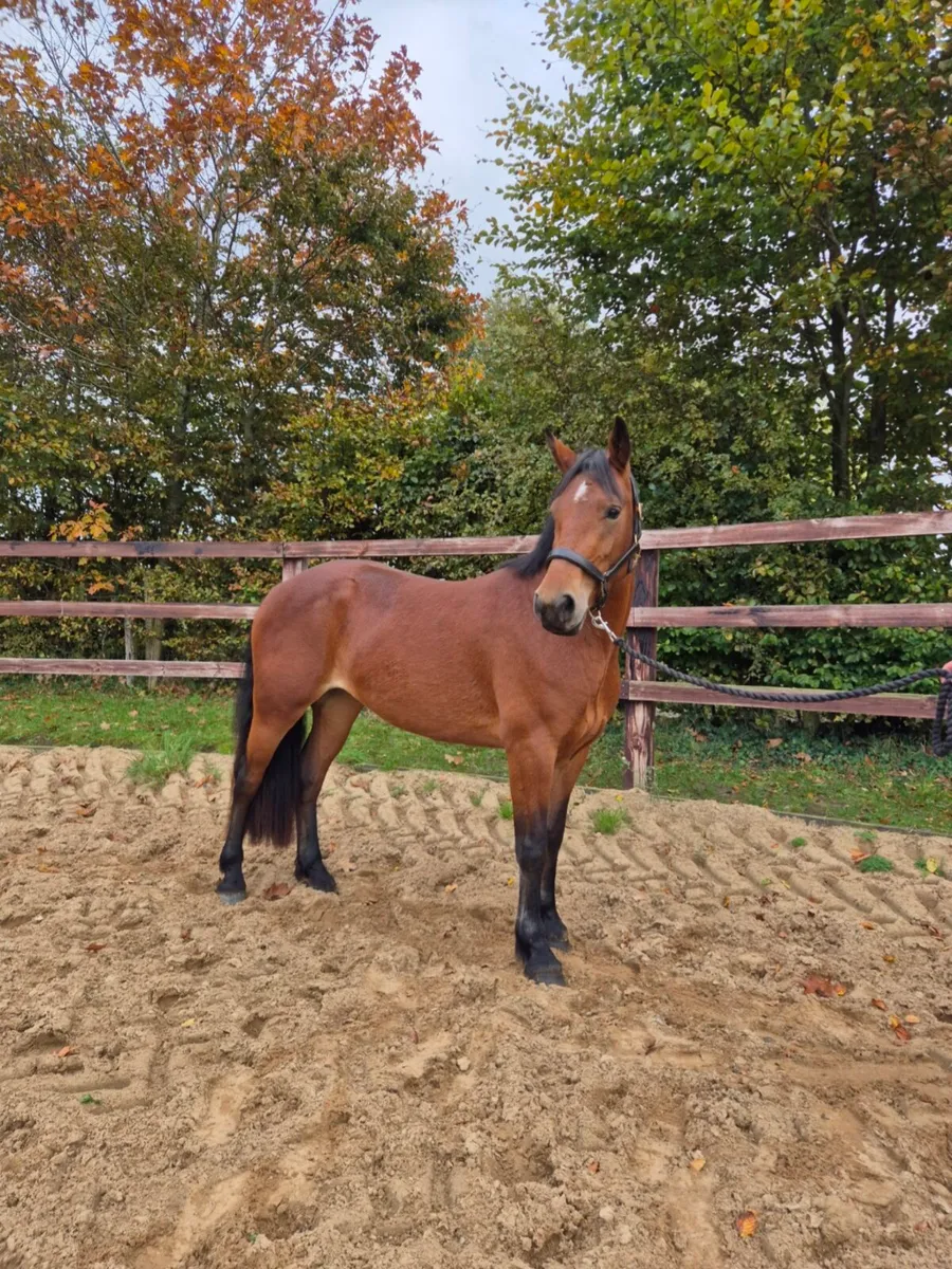 🌟Class 1 Connemara Filly🌟 - Image 2