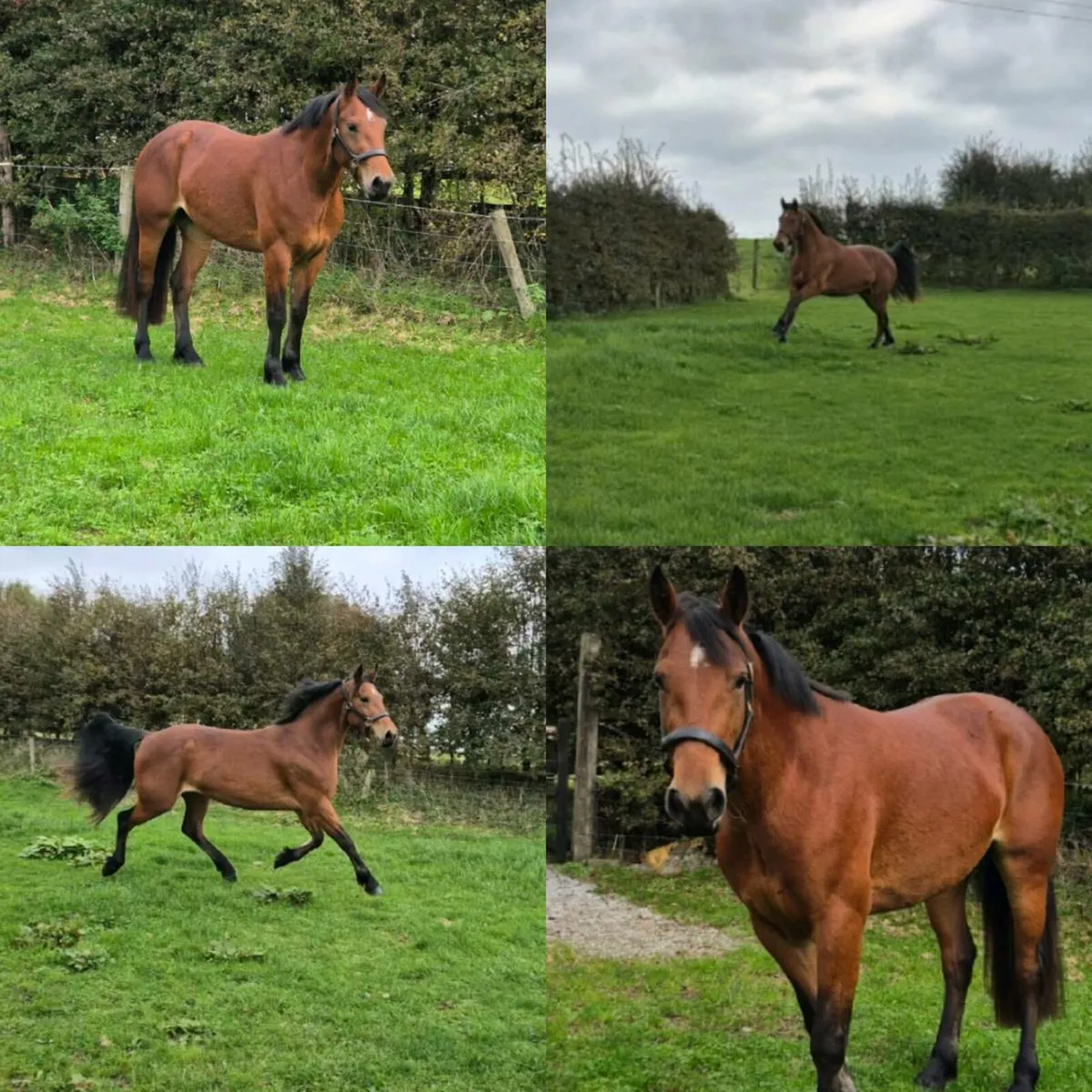 🌟Class 1 Connemara Filly🌟 - Image 3
