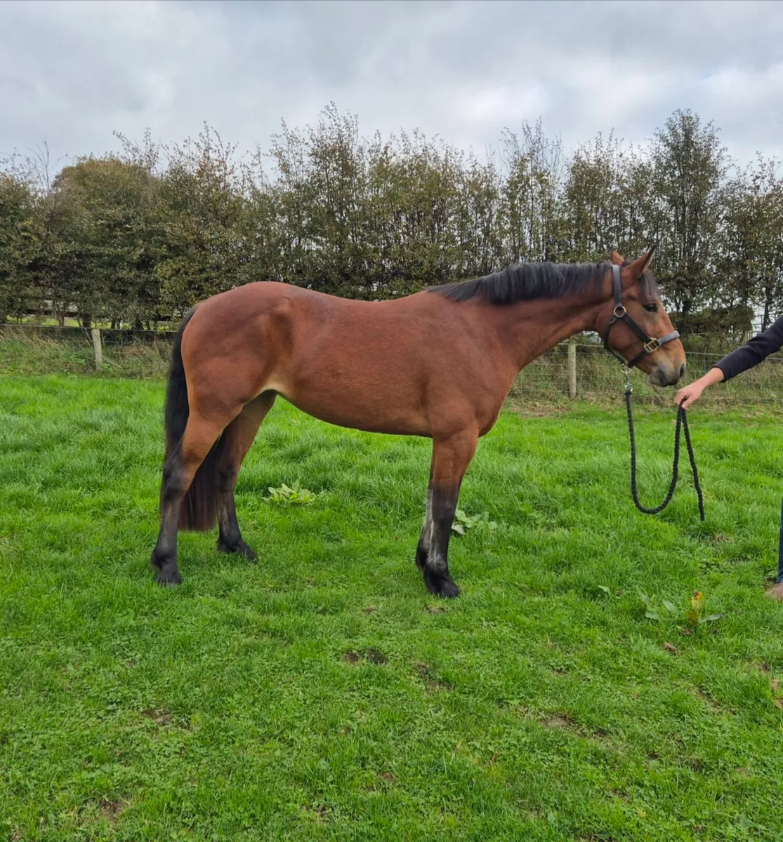 🌟Class 1 Connemara Filly🌟 - Image 4