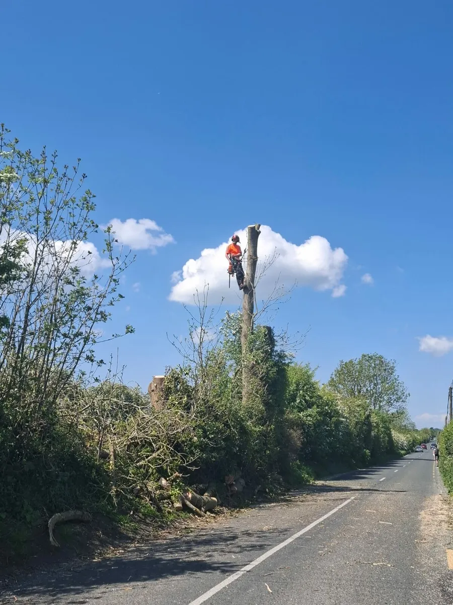 A.K.J Tree care - Image 2