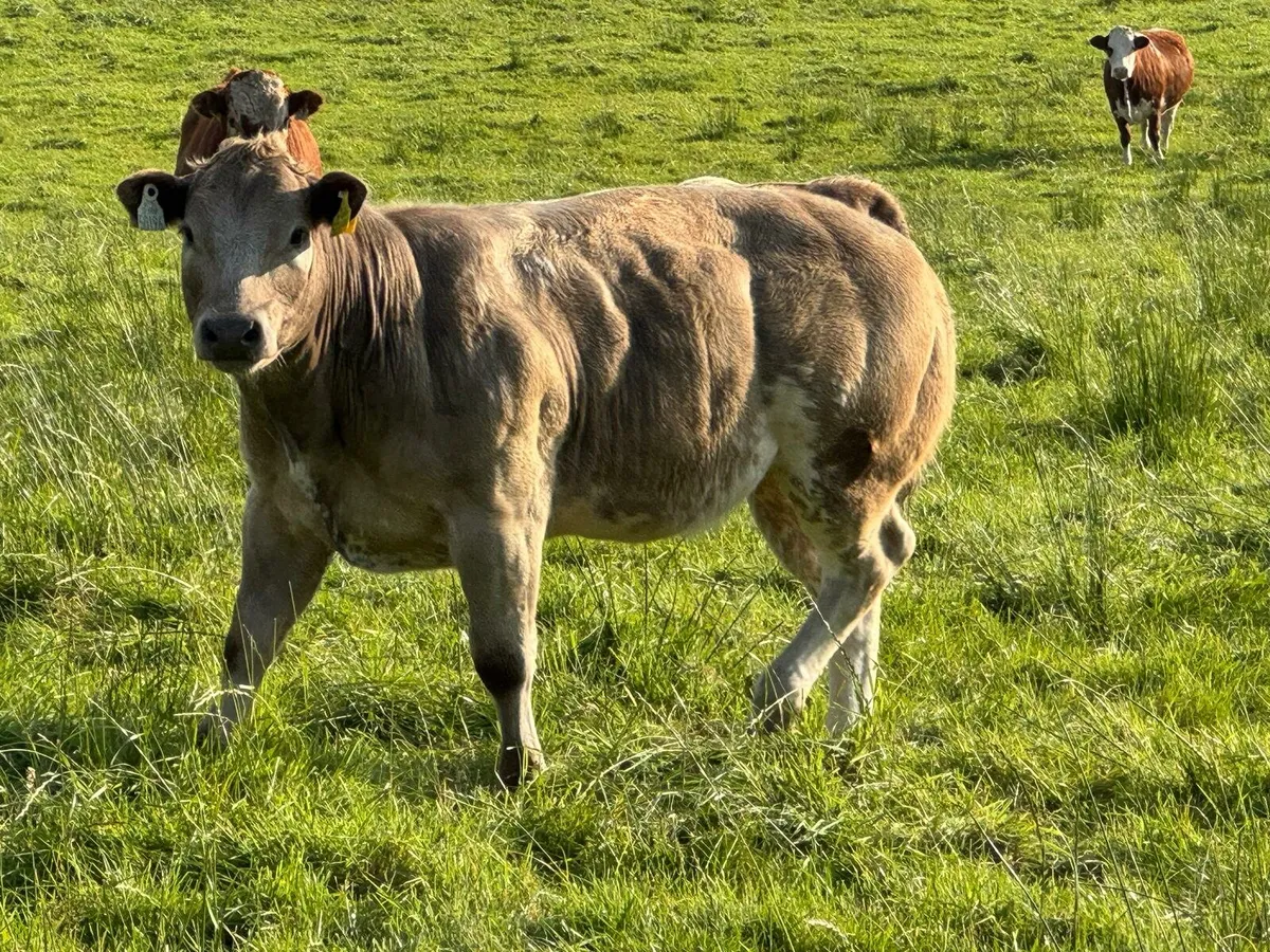 Ballymahon Mart