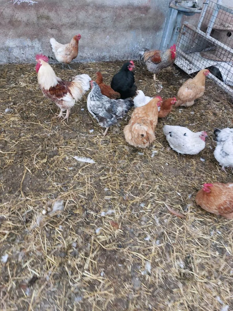 Hens - Image 1