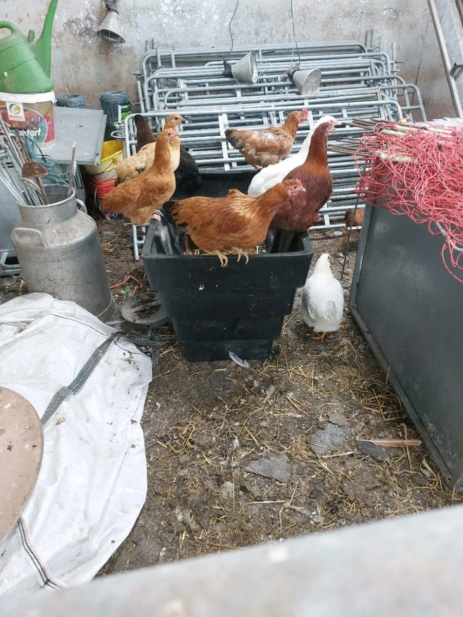 Hens - Image 2