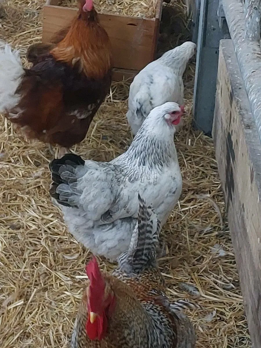 Hens - Image 3