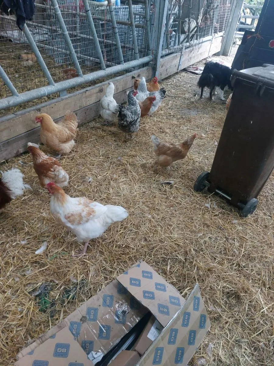 Hens - Image 4
