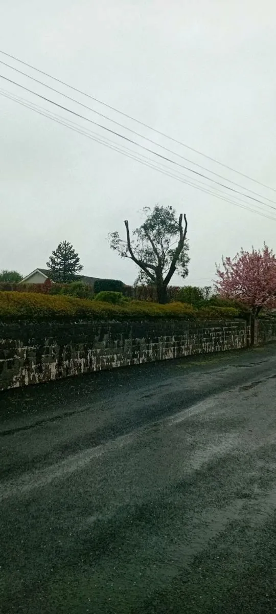 A.K.J Tree care - Image 4