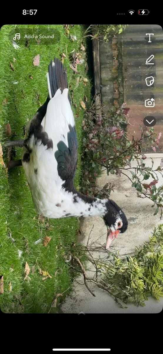 ,Saxony , Turkey,  muscovy drake - Image 3