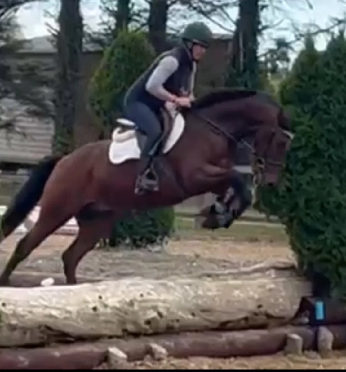 Quality Connemara  cross gelding. - Image 2