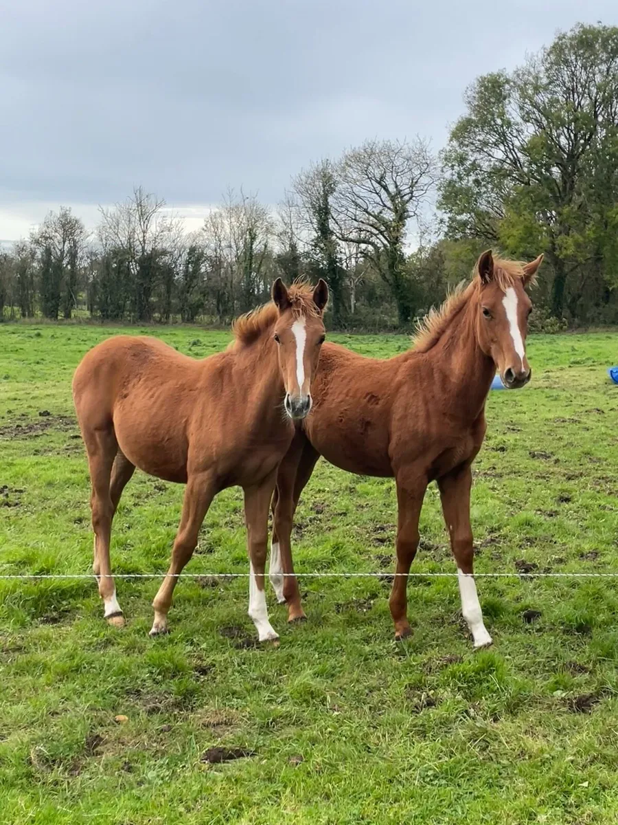 Filly Foal by Madgeslane Luidam - Image 2