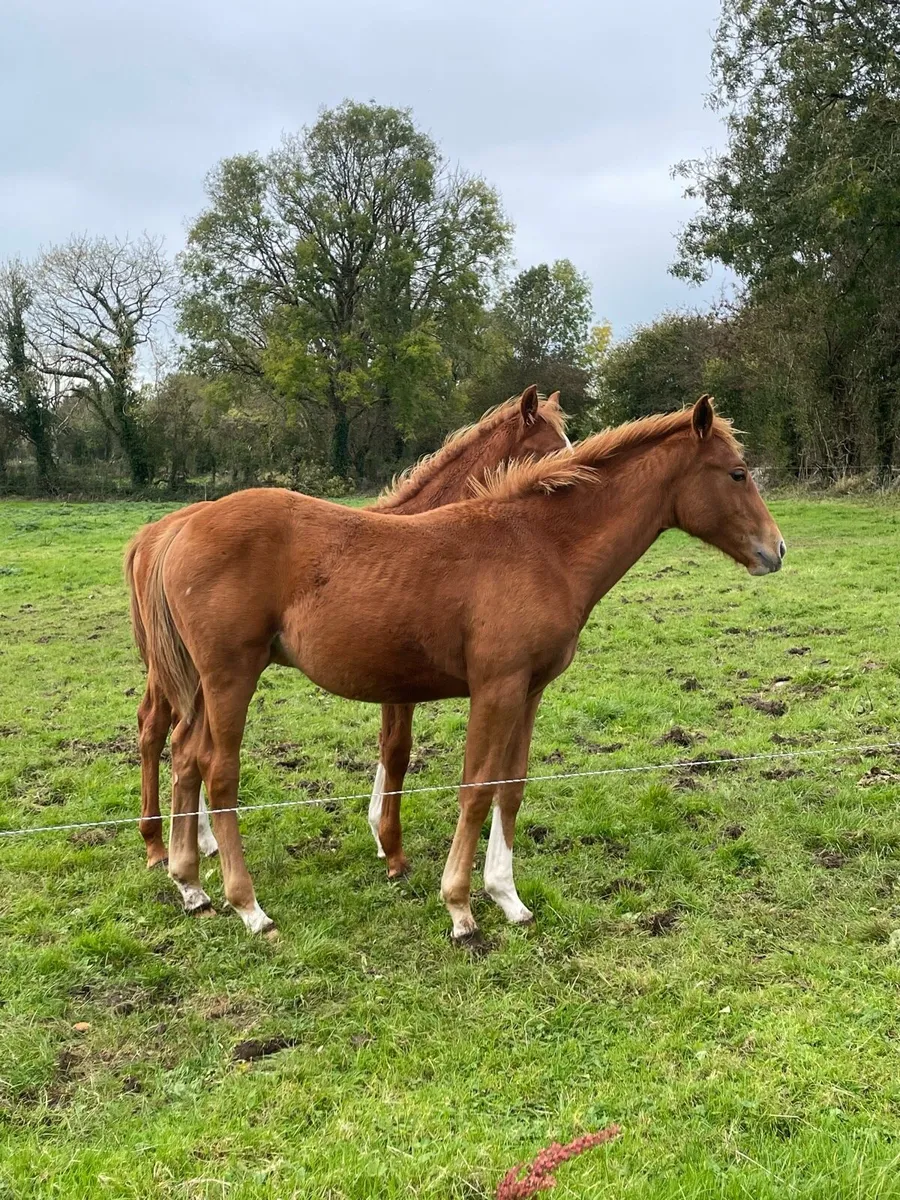 Filly Foal by Madgeslane Luidam - Image 3