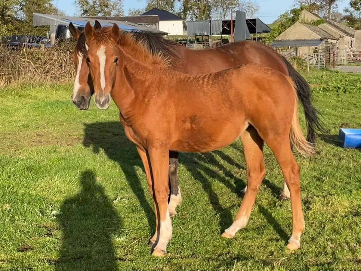 Filly Foal by Madgeslane Luidam - Image 1
