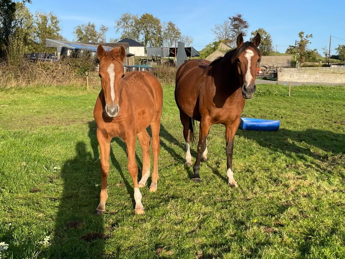 Filly Foal by Madgeslane Luidam - Image 4