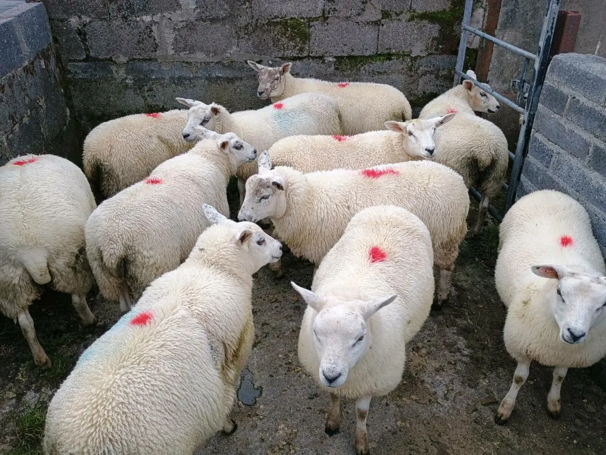 Organic Texel Ewe and Ram lambs - Image 1
