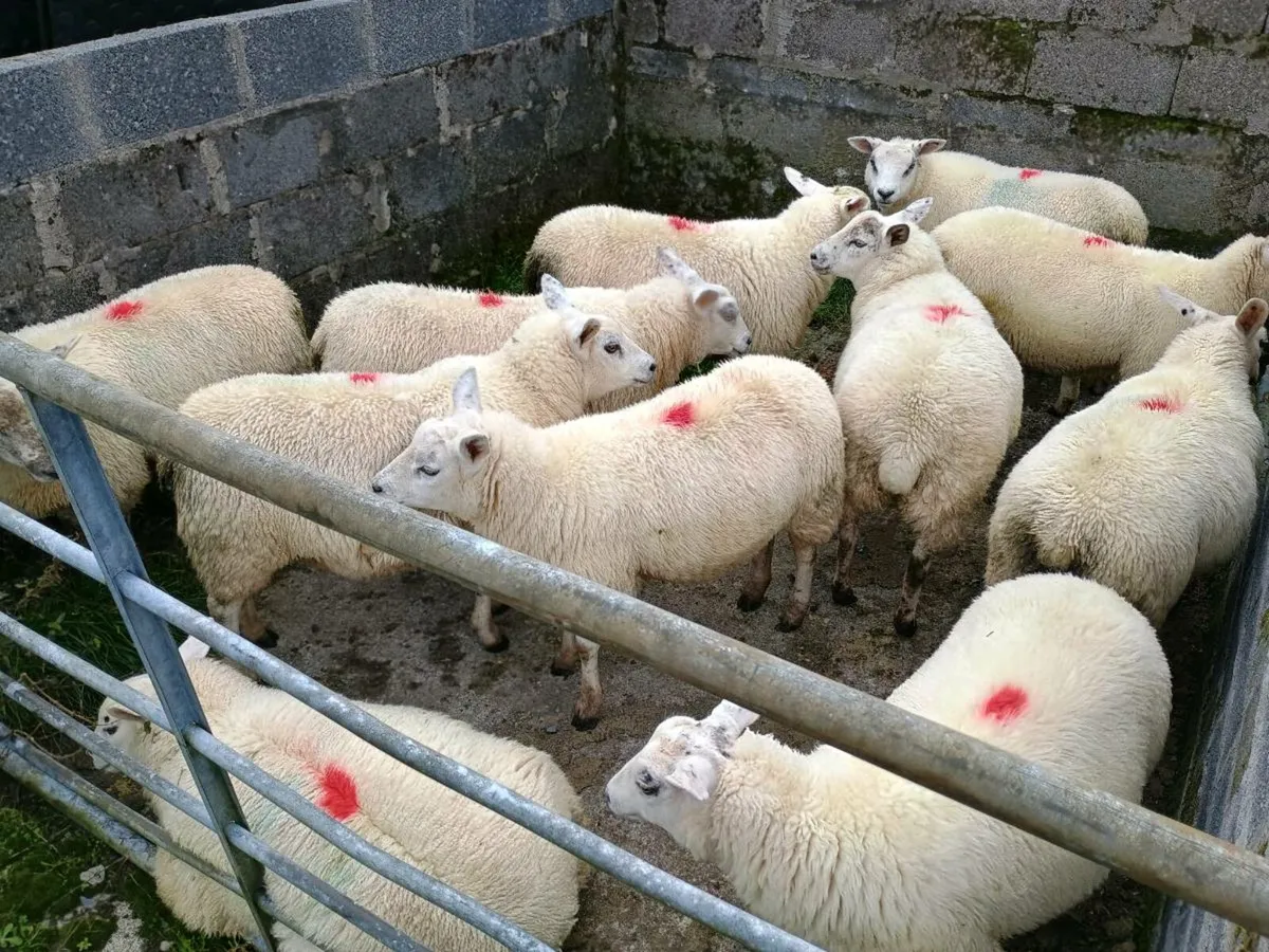 Organic Texel Ewe and Ram lambs - Image 2