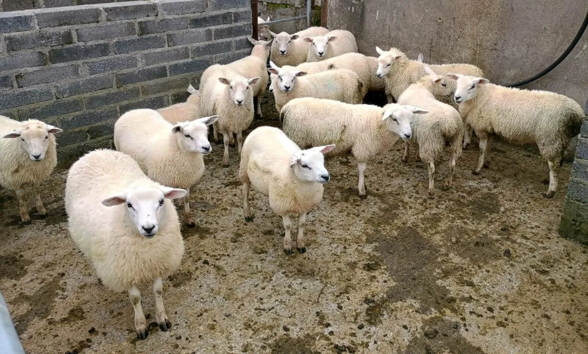 Organic Texel Ewe and Ram lambs - Image 3
