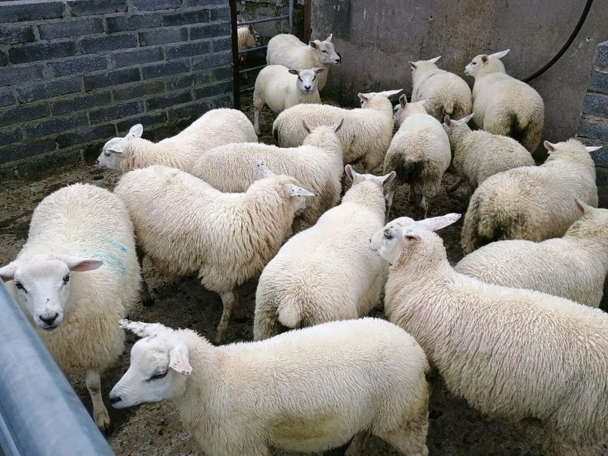 Organic Texel Ewe and Ram lambs - Image 4