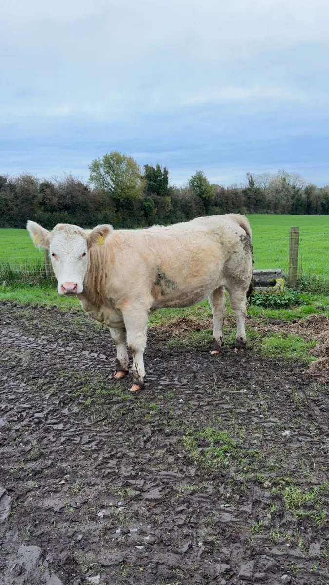 2 Charolais heifers - Image 2
