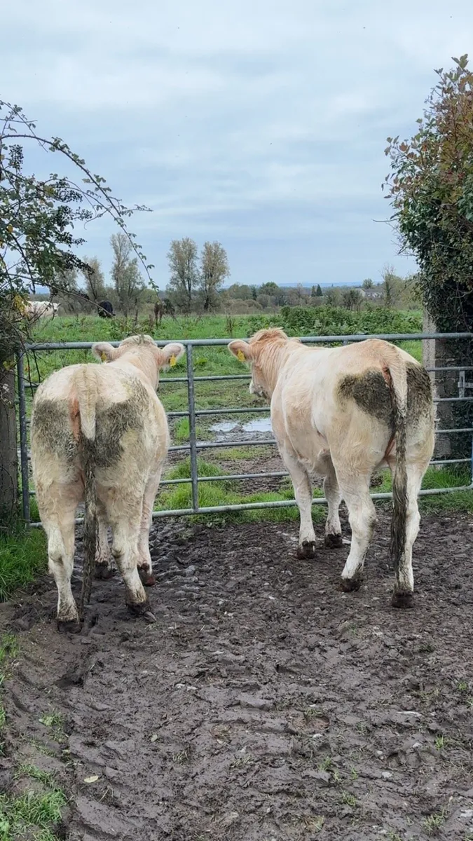 2 Charolais heifers - Image 3