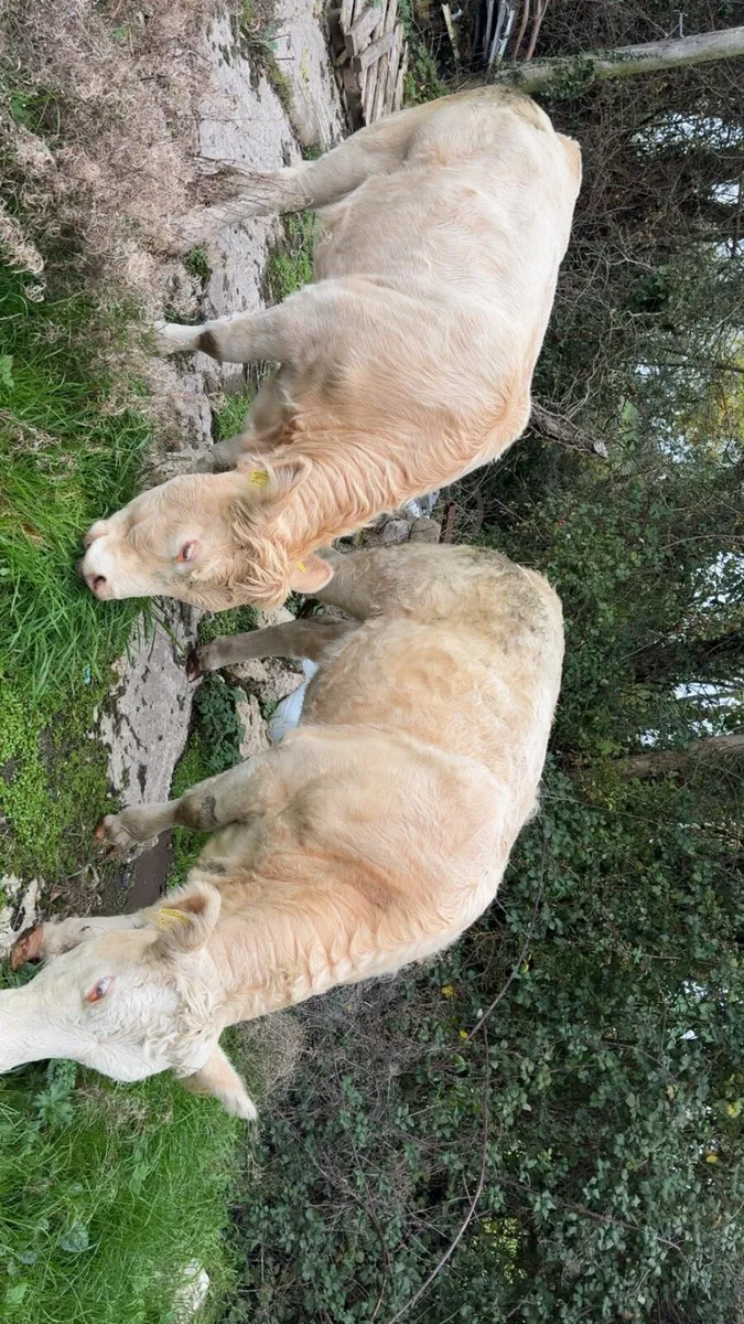 2 Charolais heifers - Image 4