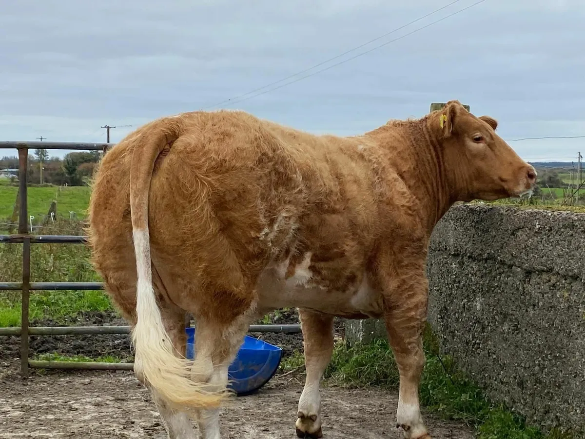 Heifer - Image 1