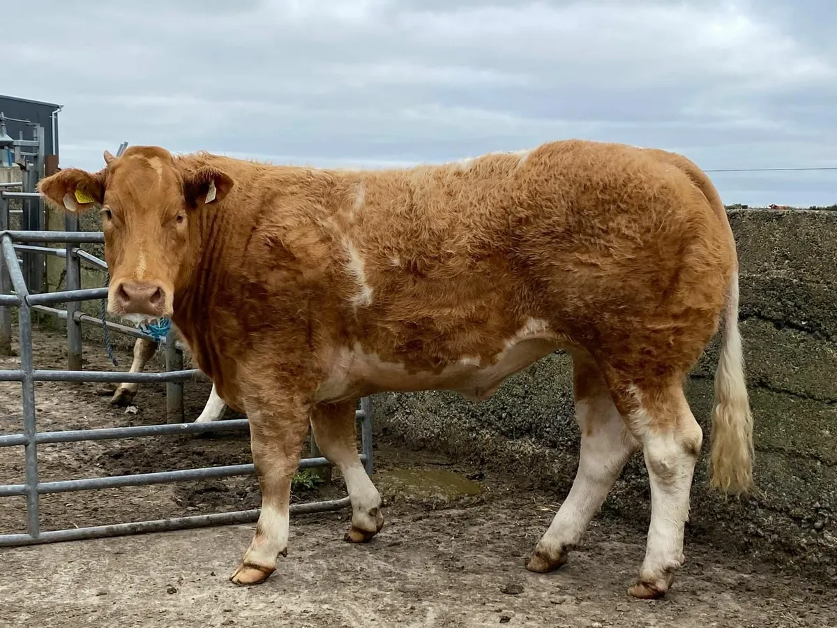 Heifer - Image 2