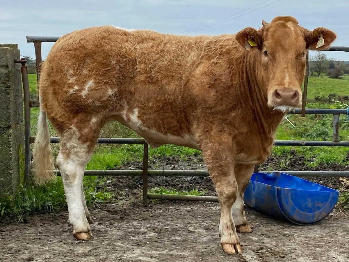 Heifer - Image 3