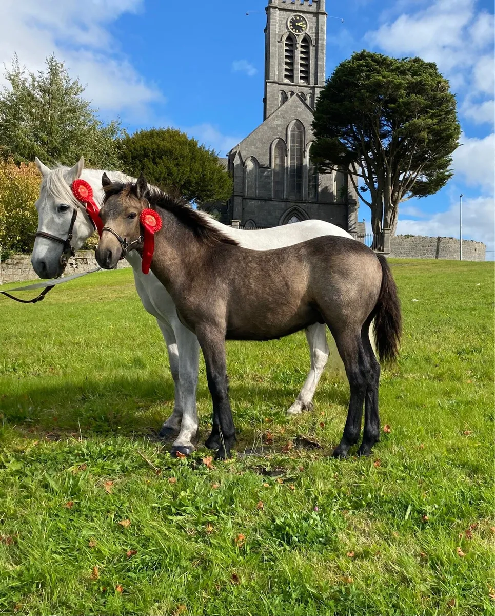 Connemara foal - Image 1