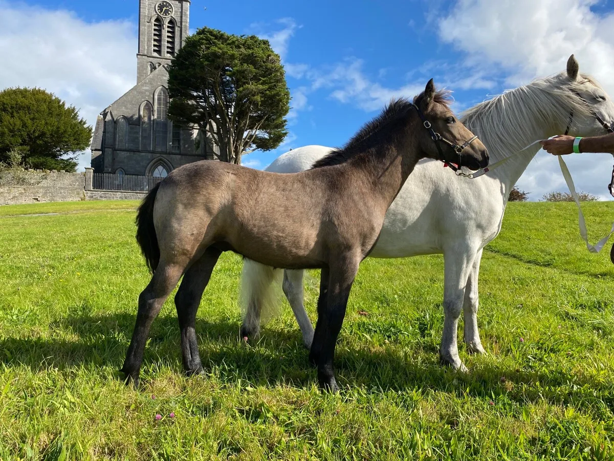 Connemara foal - Image 2