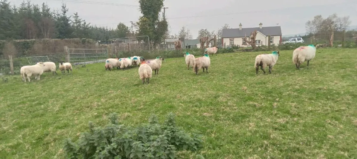 20 ewe lambs - Image 1
