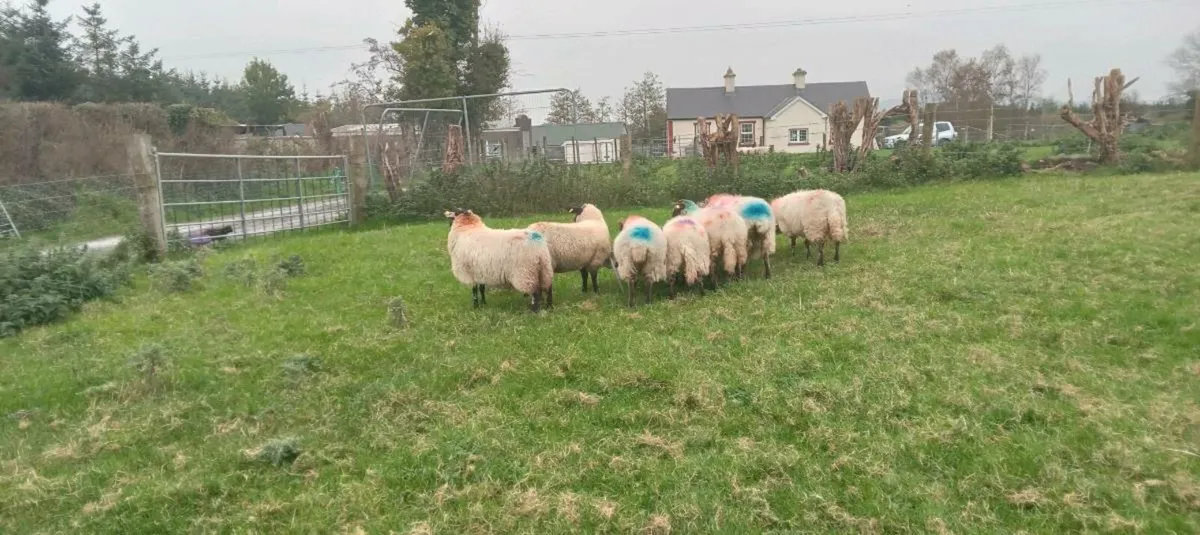 20 ewe lambs - Image 2