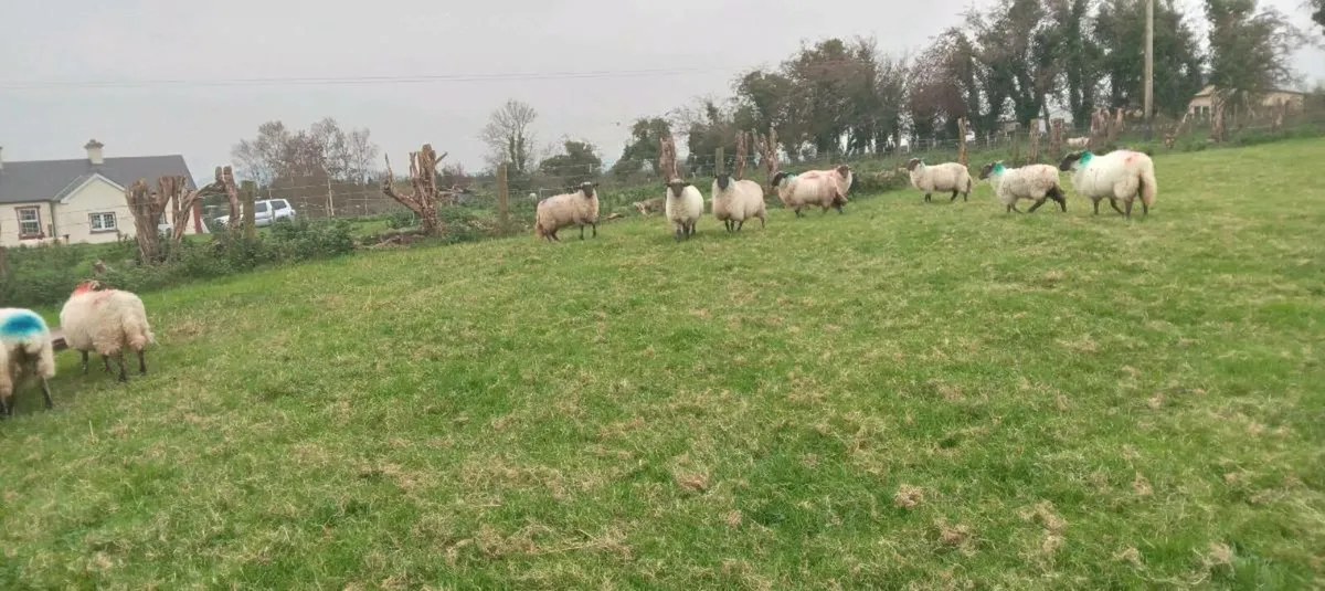 20 ewe lambs - Image 3