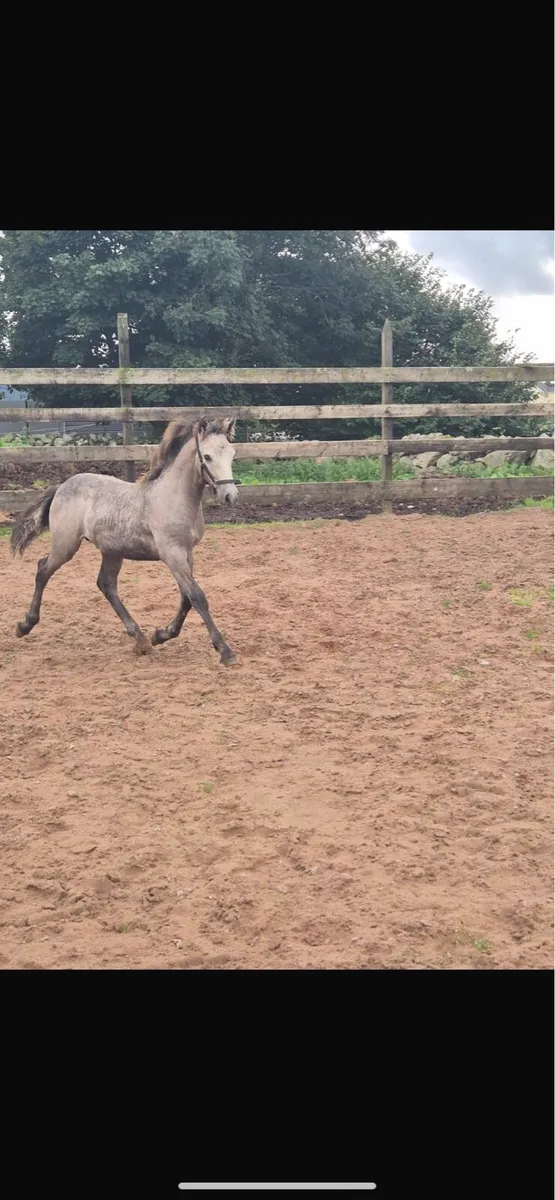 17 year old mare in foal - Image 4