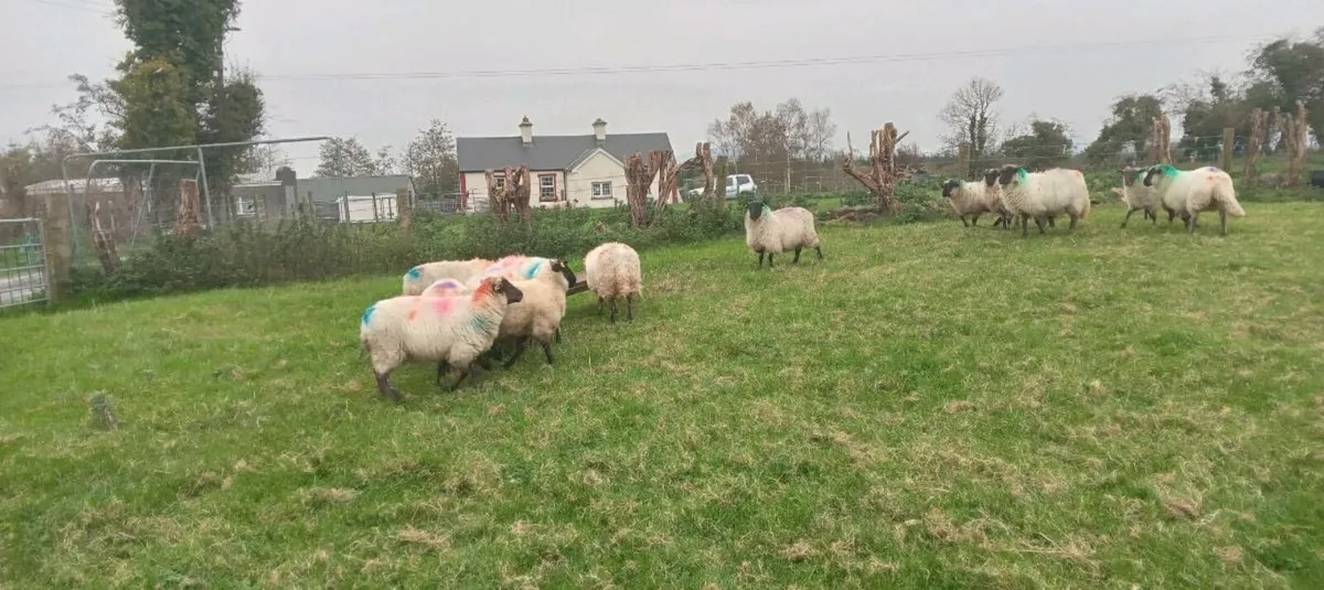 20 ewe lambs - Image 4