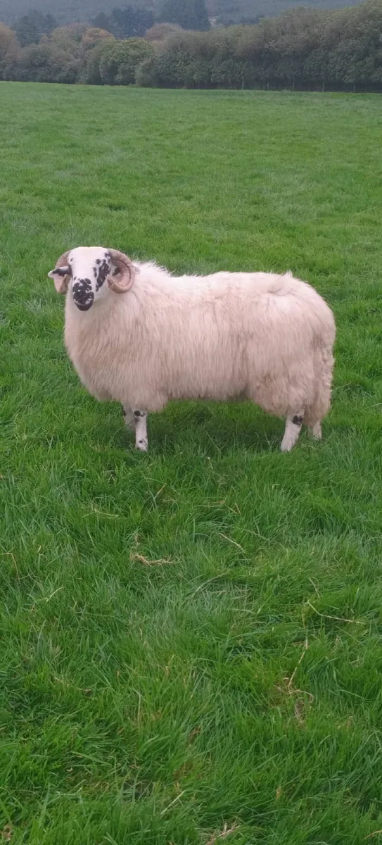 SIS Approved Ram Lambs - Image 1
