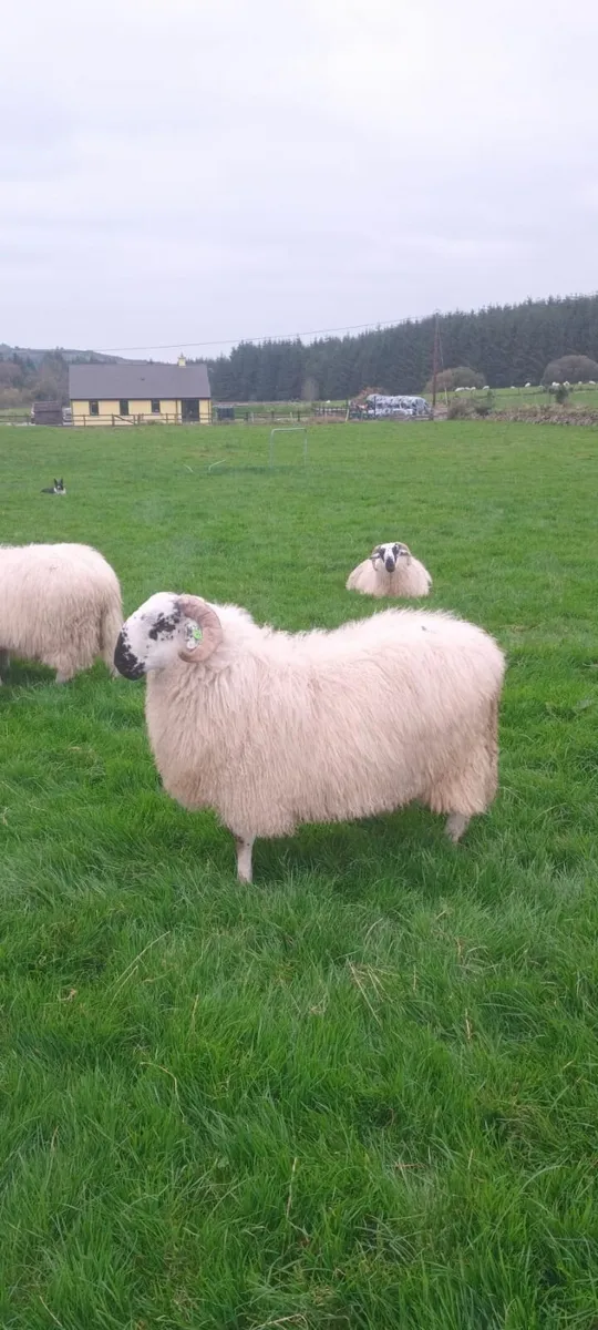 SIS Approved Ram Lambs - Image 2