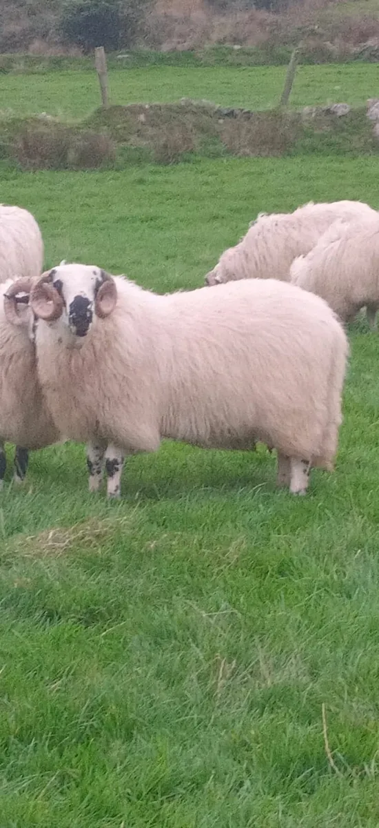 SIS Approved Ram Lambs - Image 3