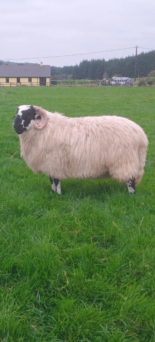 SIS Approved Ram Lambs - Image 4