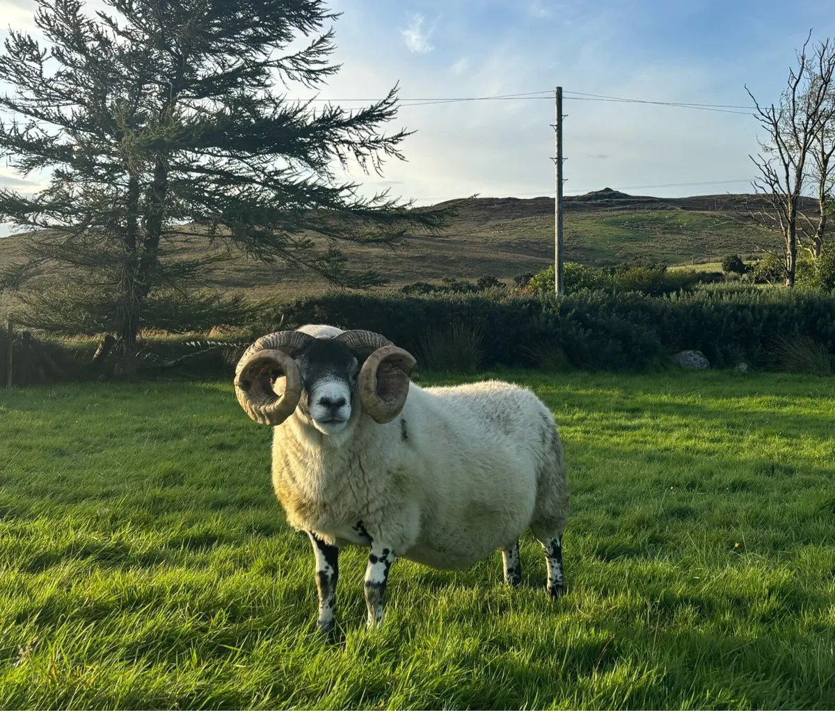 Lanark Ram