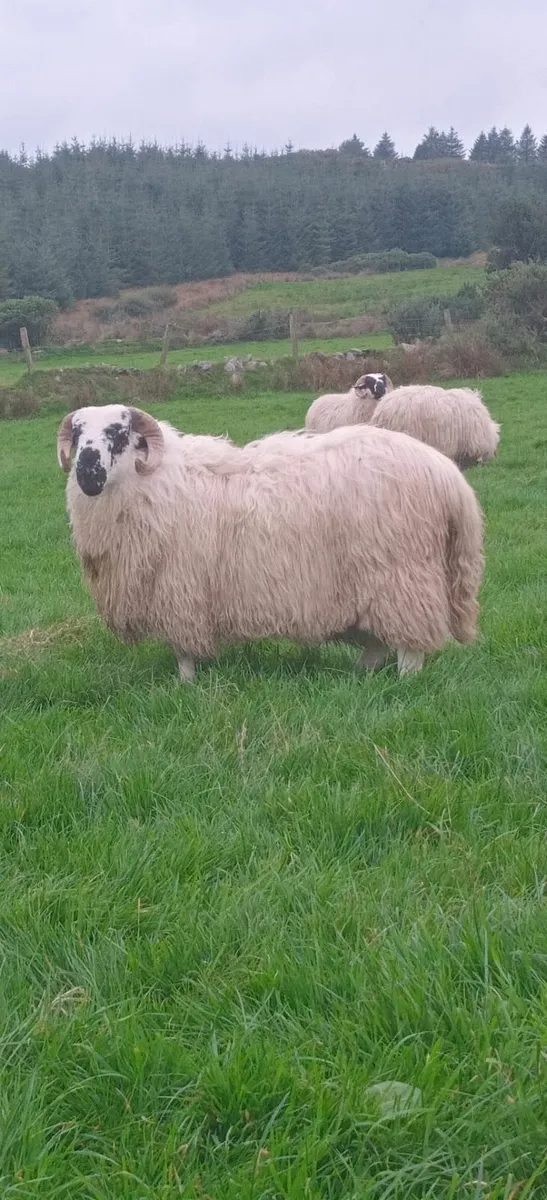 SIS Approved Ram Lambs - Image 4